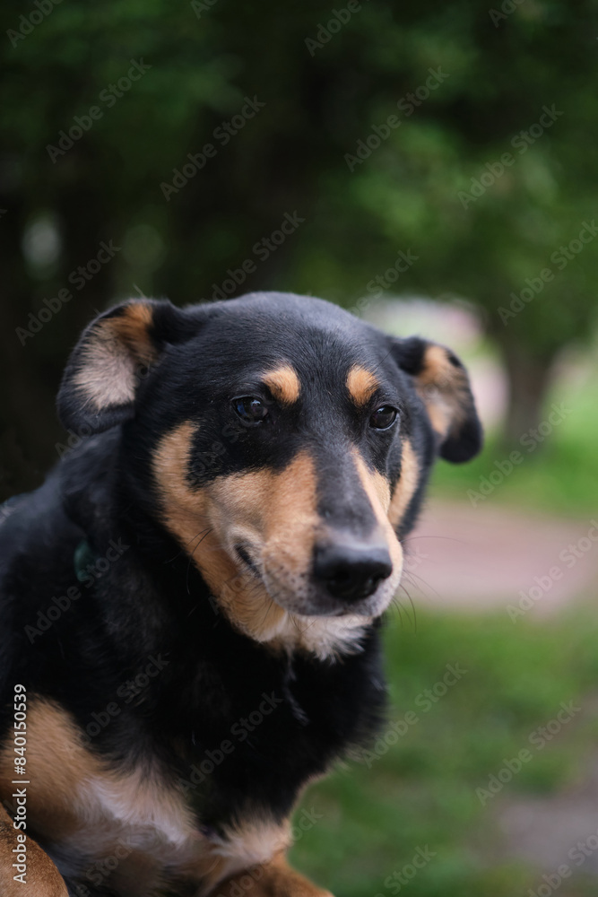 Funny and cute mixed breed dog looking at the camera on green grass background. Dog for adoption, waiting for pet parent. Vertical High quality photo Funny and cute mixed breed dog looking at the camera on green grass background. Dog for adoption, waiting for pet parent. Vertical High quality photo