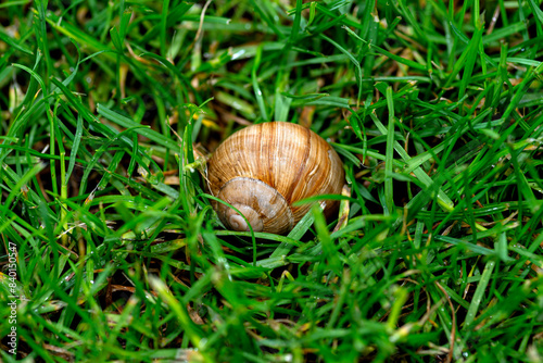 A red snail in the garden, eating grass, close-up shot.