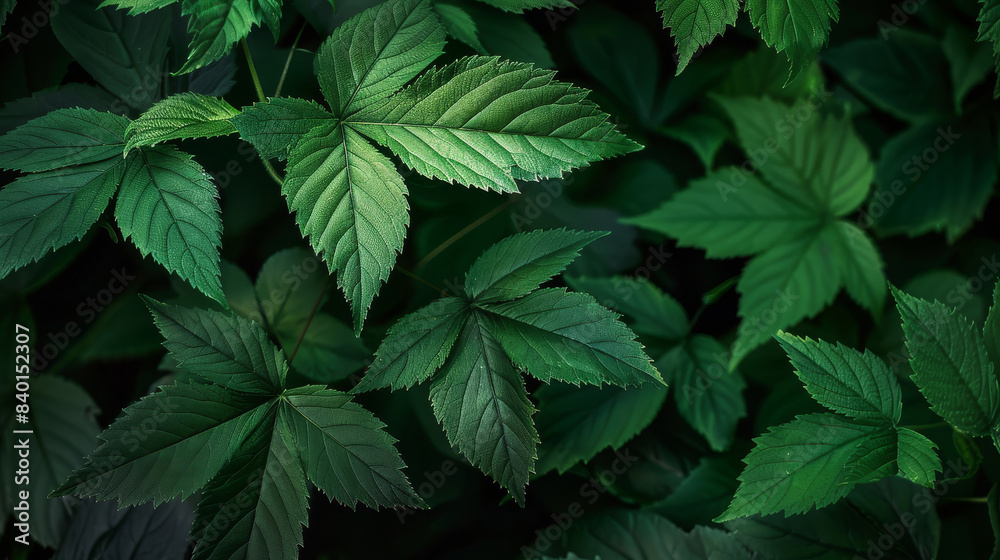 Intricate Leaf Designs Amidst Lush Green Foliage