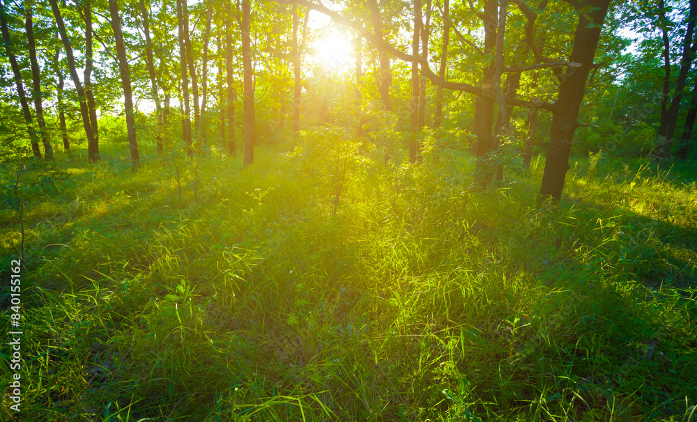 Fototapeta premium green forest glade in light of summer sparkle sun