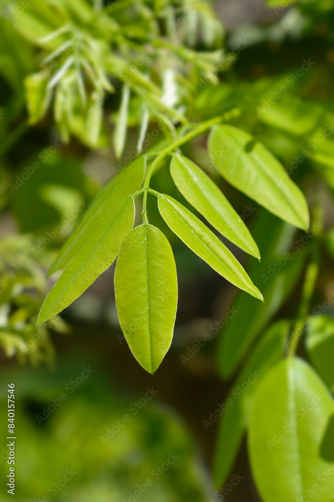 Weeping Japanese pagoda tree new leaves Weeping Japanese pagoda tree new leaves