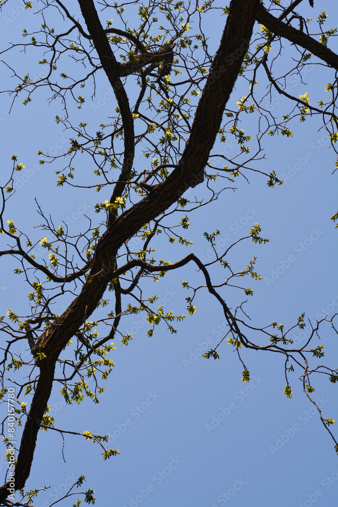 Eastern black walnut branches with new leaves Eastern black walnut branches with new leaves