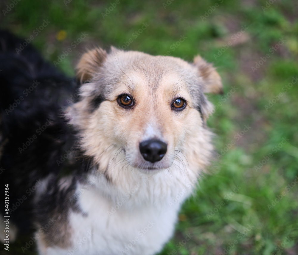 Close up portrait of cute and funny mixed breed dog sitting on the green grass. Dog, looking at the camera, waiting for adoption by pet parent High quality photo Close up portrait of cute and funny mixed breed dog sitting on the green grass. Dog, looking at the camera, waiting for adoption by pet parent High quality photo
