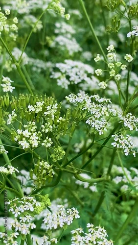 Medicinal plant yarrow with characteristic small white flowers and green, feathery foliage, in a field.