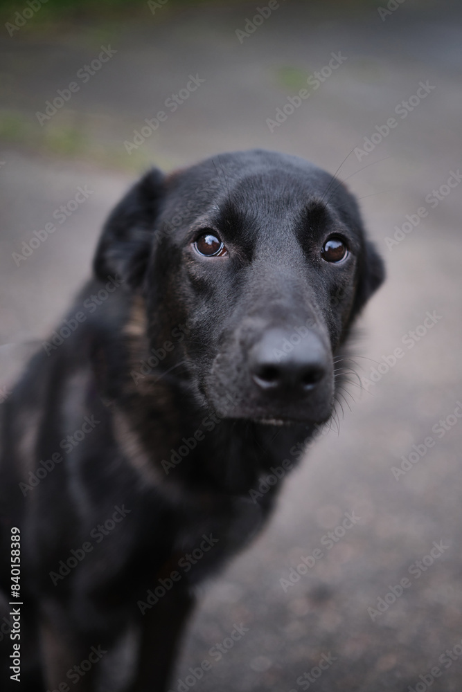 Close up portrait of cute and funny mixed breed dog sitting on the green grass. Dog, looking at the camera, waiting for adoption by pet parent High quality photo Close up portrait of cute and funny mixed breed dog sitting on the green grass. Dog, looking at the camera, waiting for adoption by pet parent High quality photo