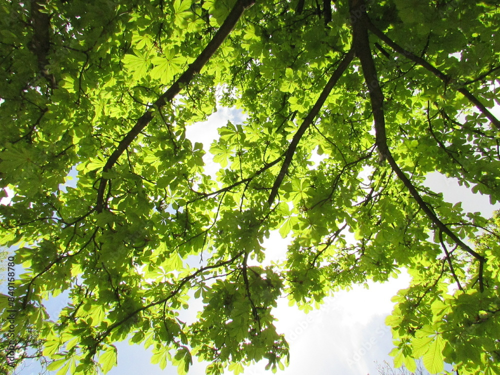 Fototapeta premium Trees and leaves during spring