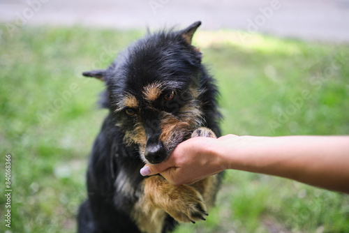 Black fur stray dog eating from the hand on the green grass background. Feeding and training the dog in the park High quality photo