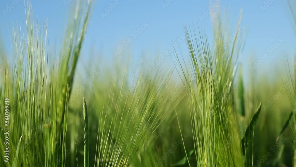 Barley cereal grain crop field closeup