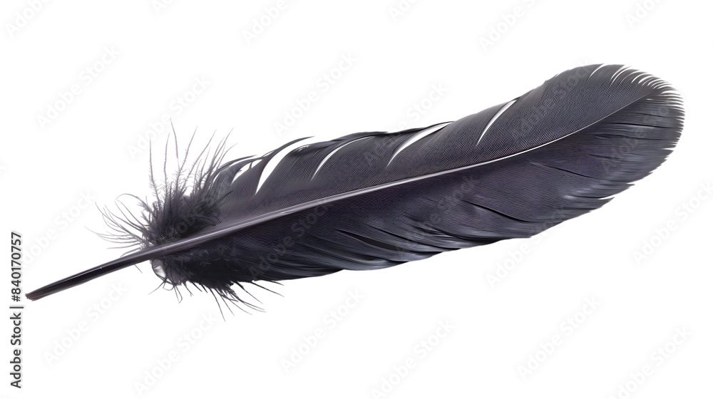 black feather isolated on transparent background black feather isolated on transparent background