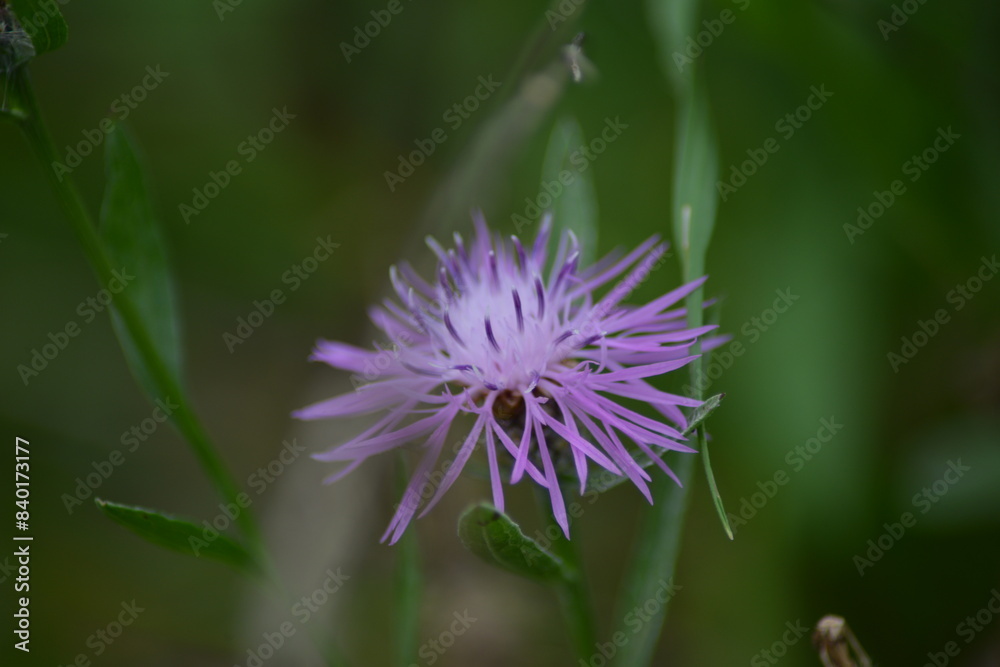 Eine lila blühende Wildblume in ihrer natürlichen Umgebung Eine lila blühende Wildblume in ihrer natürlichen Umgebung