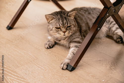 cat on a wooden floor
