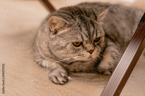 cat on a wooden floor