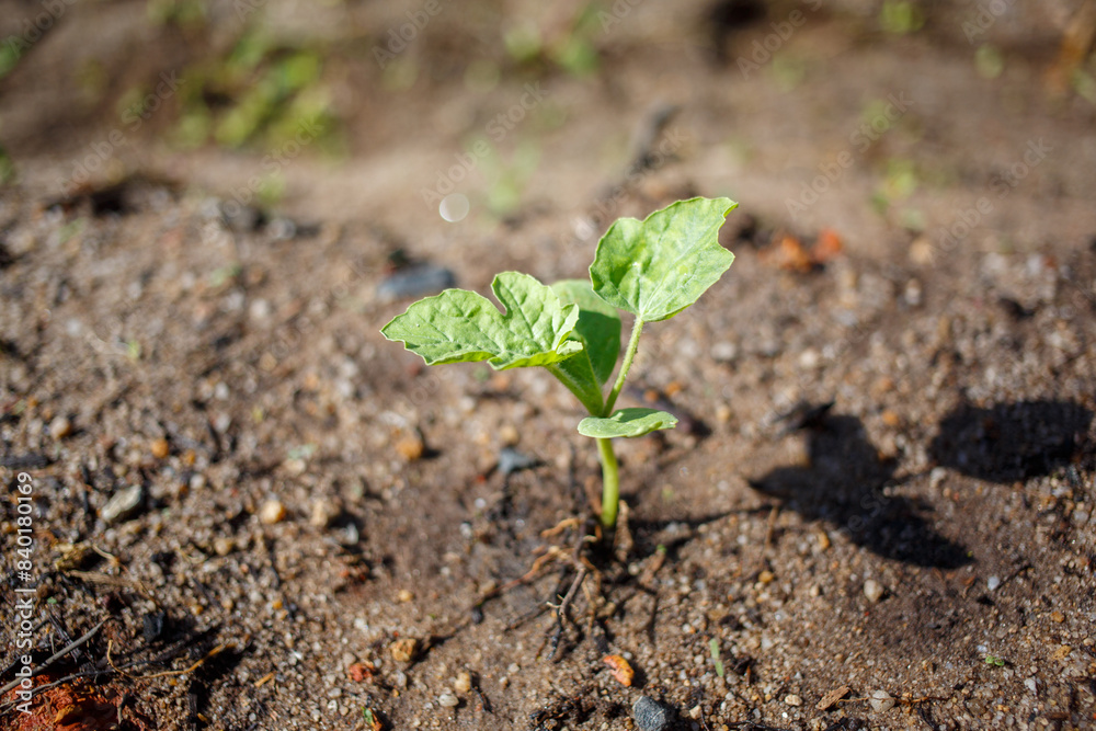 young green plant young green plant