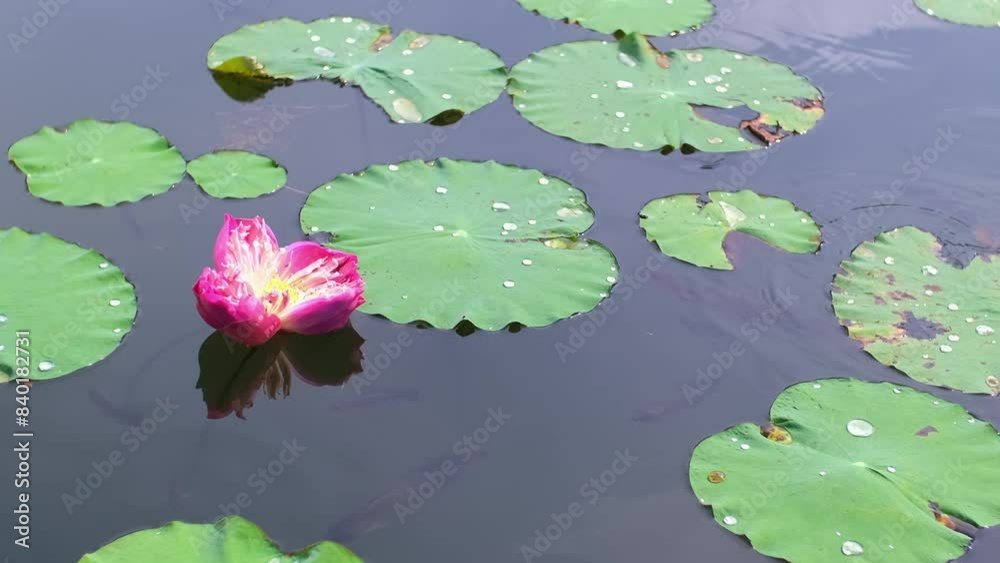 Pond with lotuses and fish. Water lily close up. Sacred lotus flower in Buddhism. Fishes swim in the water. Calmness and tranquility. Spa treatments, yoga, meditation. Tropical nature.