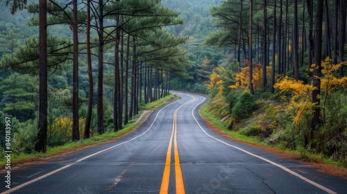 View of Road in Pine Forest 