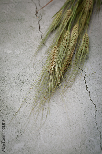 Close-up of Indian Organic Wheat Earrings, (Ear of Wheat), placed over a marble background. photo