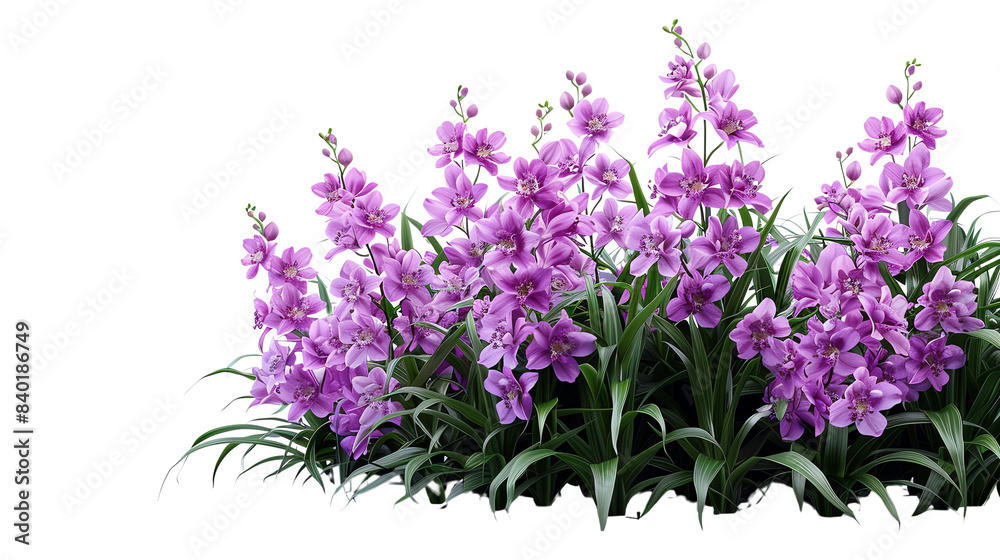A beautiful image of purple orchids on a black background. A beautiful image of purple orchids on a black background.