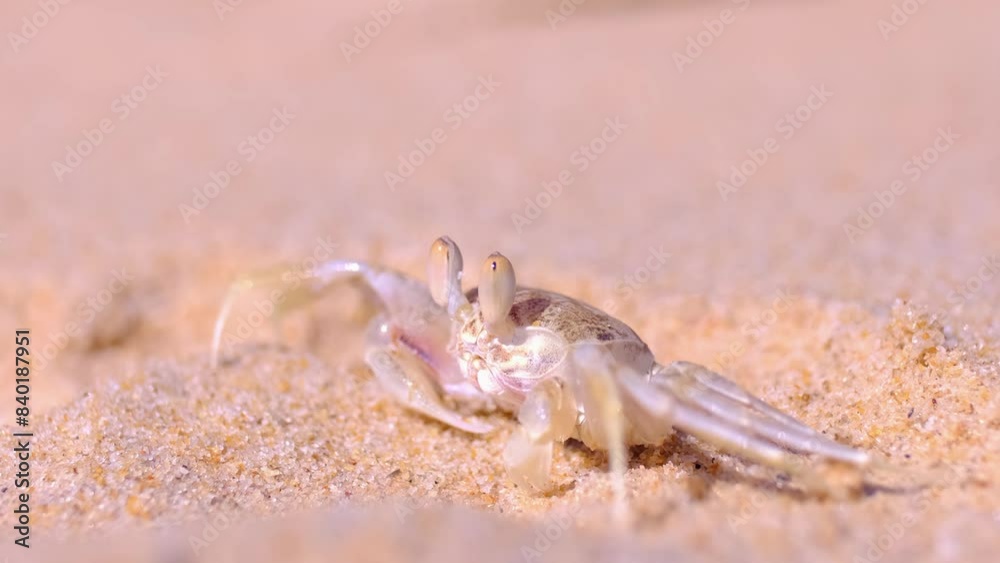 A crab on the beach is running on the white sand. Exotic animals in the resorts of tropical islands. The concept of a beach holiday in the tropics. A crab on the beach is running on the white sand. Exotic animals in the resorts of tropical islands. The concept of a beach holiday in the tropics.