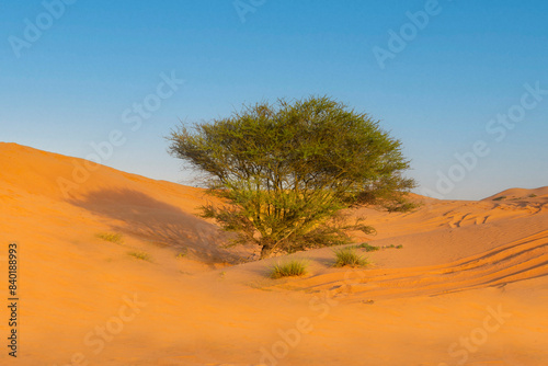 lone tree in the desert, Ras Al Khaimah, United Arab Emirates