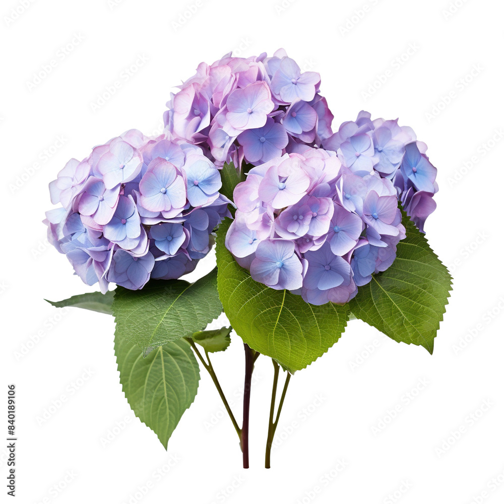 Hydrangea isolated on transparent or white background Hydrangea isolated on transparent or white background