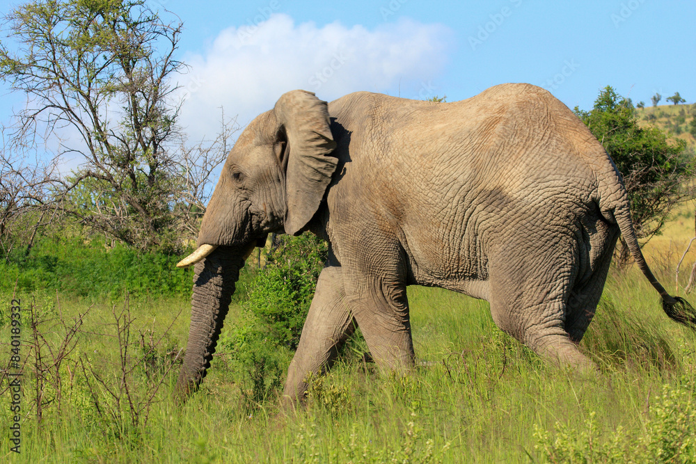 Fototapeta premium elephant Kgalagadi Transfrontier Park one of the great parks of South Africa wildlife and hospitality in the Kalahari desert