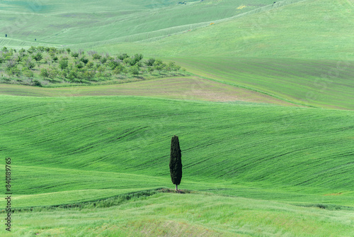 Lone Cypress. Val d’Orcia, Tuscany, Italy