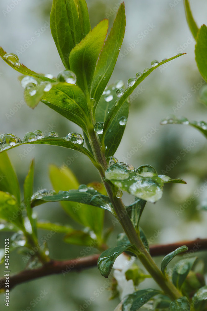 Obraz premium 植物