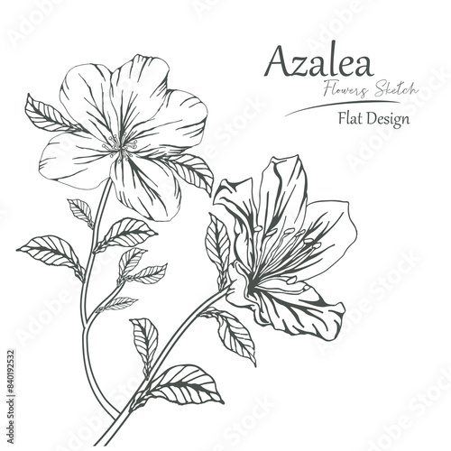 azalea flower sketch vector illustration.