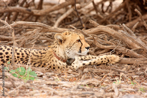 cheetah kgalagadi Transfrontier Park one of the great parks of South Africa wildlife and hospitality in the Kalahari desert