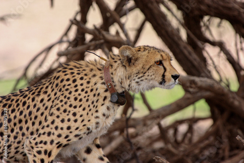 cheetah kgalagadi Transfrontier Park one of the great parks of South Africa wildlife and hospitality in the Kalahari desert