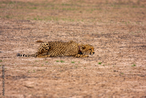 cheetah kgalagadi Transfrontier Park one of the great parks of South Africa wildlife and hospitality in the Kalahari desert