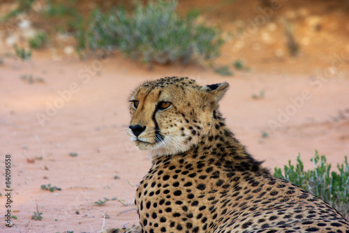 cheetah kgalagadi Transfrontier Park one of the great parks of South Africa wildlife and hospitality in the Kalahari desert