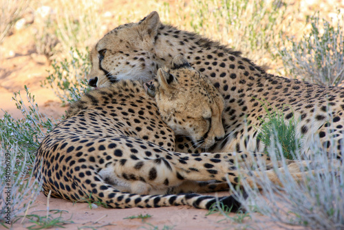 cheetah kgalagadi Transfrontier Park one of the great parks of South Africa wildlife and hospitality in the Kalahari desert