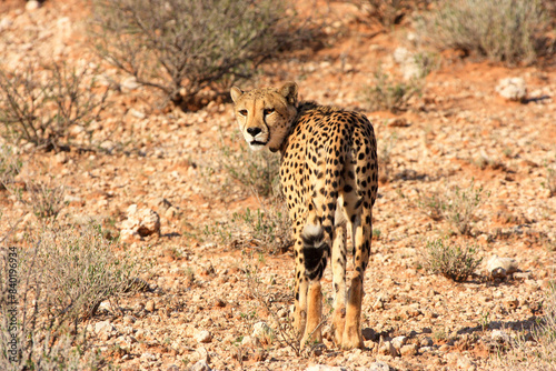 cheetah kgalagadi Transfrontier Park one of the great parks of South Africa wildlife and hospitality in the Kalahari desert