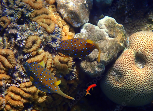 Blue spotted cube trunk-fish (Ostracion cubicus) inhabits coral reefs of the ...