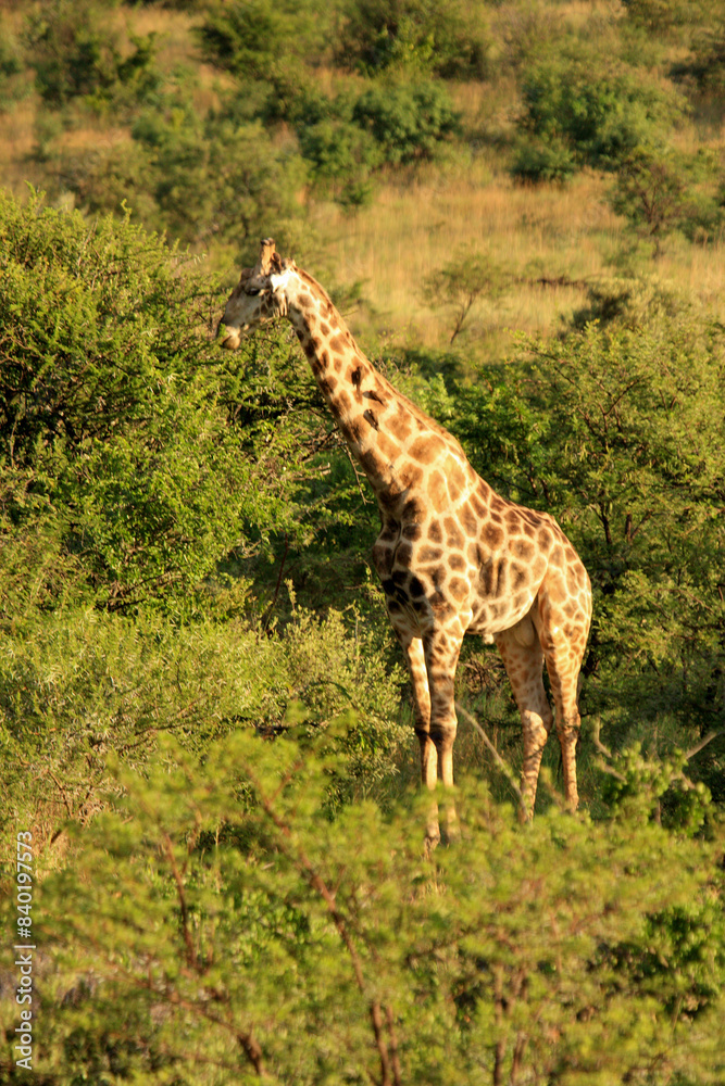 Fototapeta premium giraffe Kgalagadi Transfrontier Park one of the great parks of South Africa wildlife and hospitality in the Kalahari desert