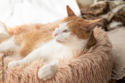 窓辺でくつろぐ猫 茶トラ白