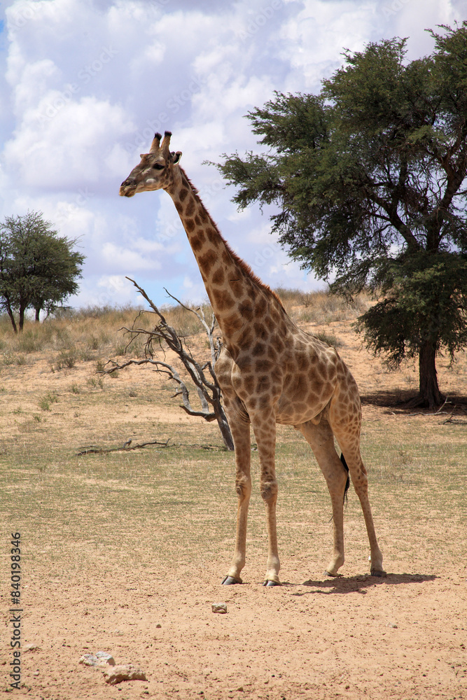 Obraz premium giraffe Kgalagadi Transfrontier Park one of the great parks of South Africa wildlife and hospitality in the Kalahari desert
