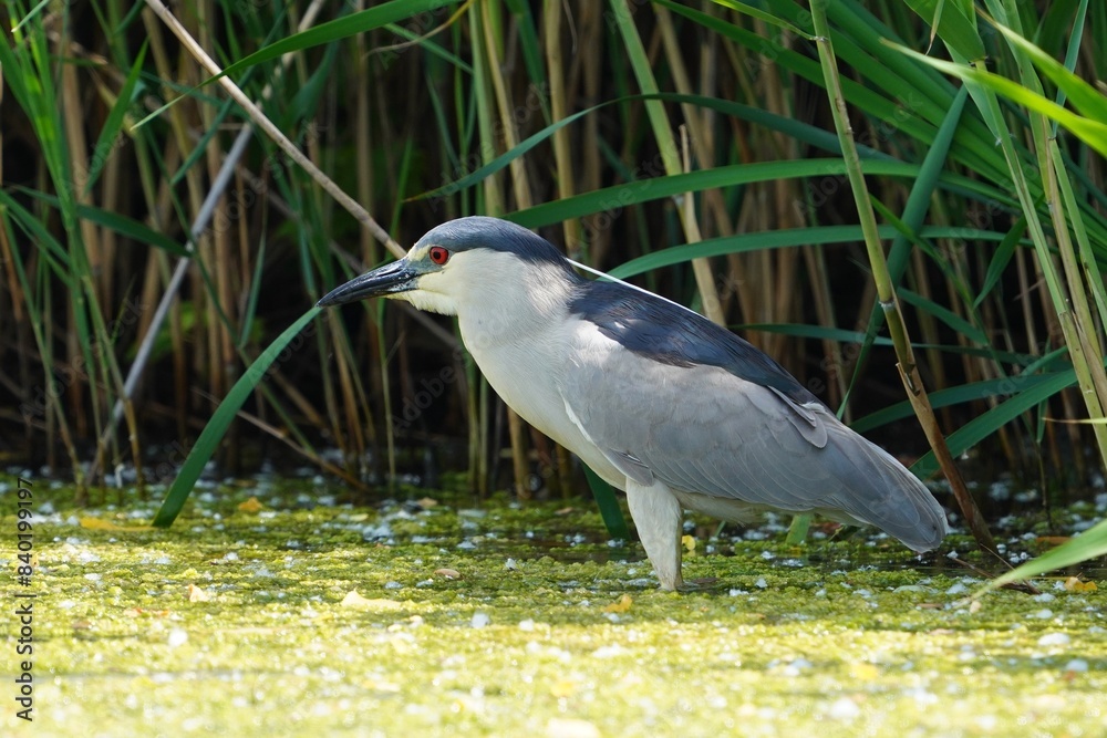 Fototapeta premium Black-crowned night heron is a medium-sized heron found throughout a large part of the world.