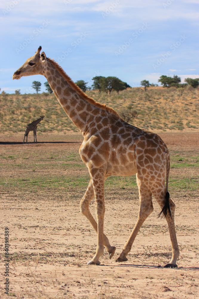 Obraz premium giraffe galagadi Transfrontier Park one of the great parks of South Africa wildlife and hospitality in the Kalahari desert