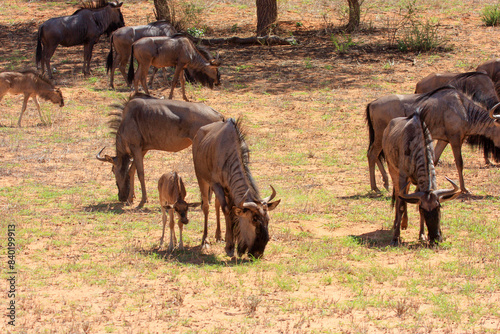 Wallpaper Mural Kgalagadi Transfrontier Park one of the great parks of South Africa wildlife and hospitality in the Kalahari desert Torontodigital.ca
