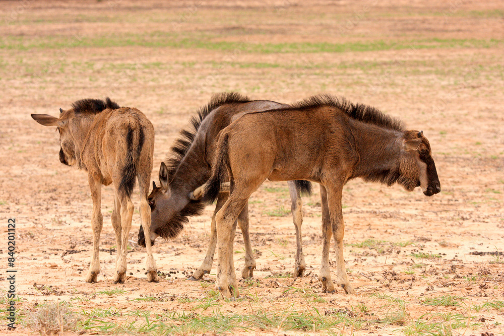 gnu kgalagadi Transfrontier Park one of the great parks of South Africa wildlife and hospitality in the Kalahari desert gnu kgalagadi Transfrontier Park one of the great parks of South Africa wildlife and hospitality in the Kalahari desert