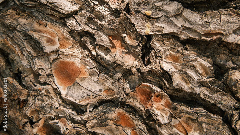 Rugged Tree Bark Texture Rugged Tree Bark Texture