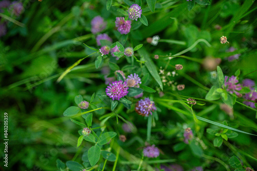 Purple clover flowers in the middle of meadow. © Halfpoint