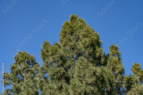 Pinus canariensis, the Canary Island pine, is a species of gymnosperm in the conifer family Pinaceae. Plants at Griffith Observatory, Los Angeles, California