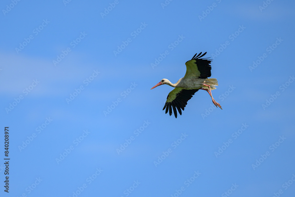 Fototapeta premium A White Stork in flight blue sky