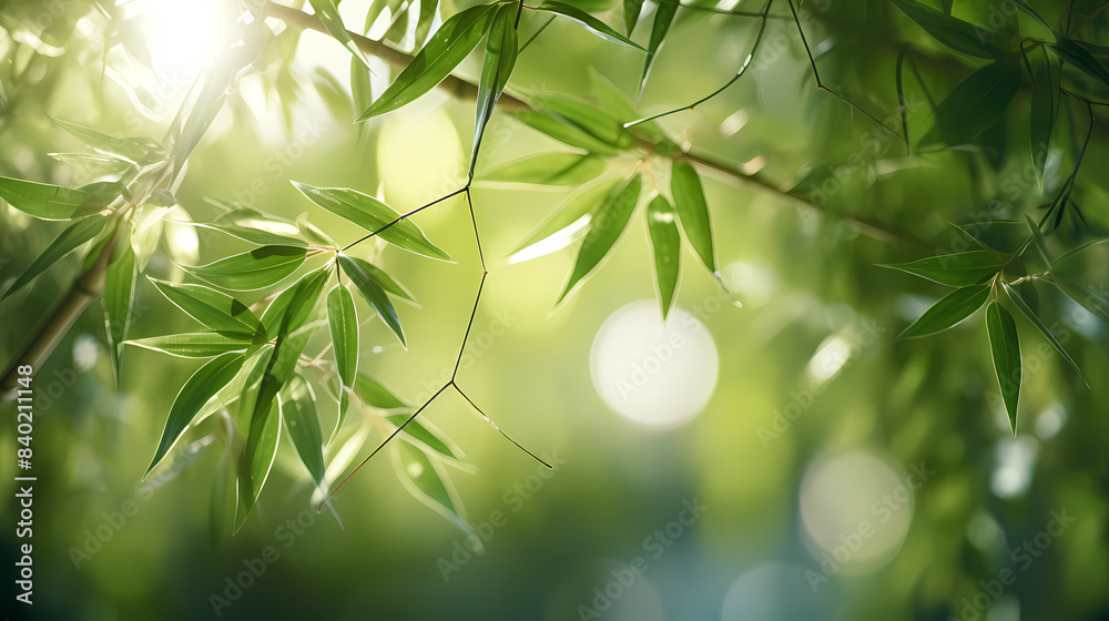 Fototapeta premium Beautiful green bamboo forest background under sunlight