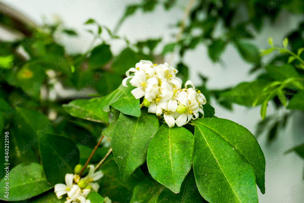 Fotografie white flowers, Green leaf for background textured usage