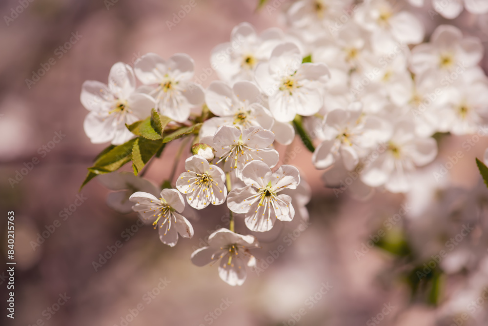 Cherry flowers frame Cherry flowers frame