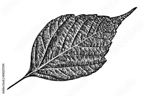 Black leaf realistic texture overlay isolated on white background. Dark stamp with foliage, old, grunge, grainy, vintage, worn, dust effect. Abstract leaves macro. Plant pattern closeup. Vector EPS 10
